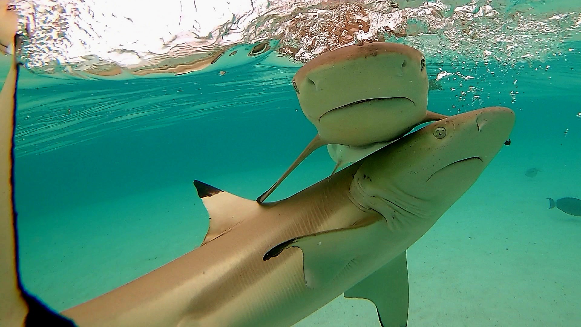 find your xanadu shark love find your xanadu shark love